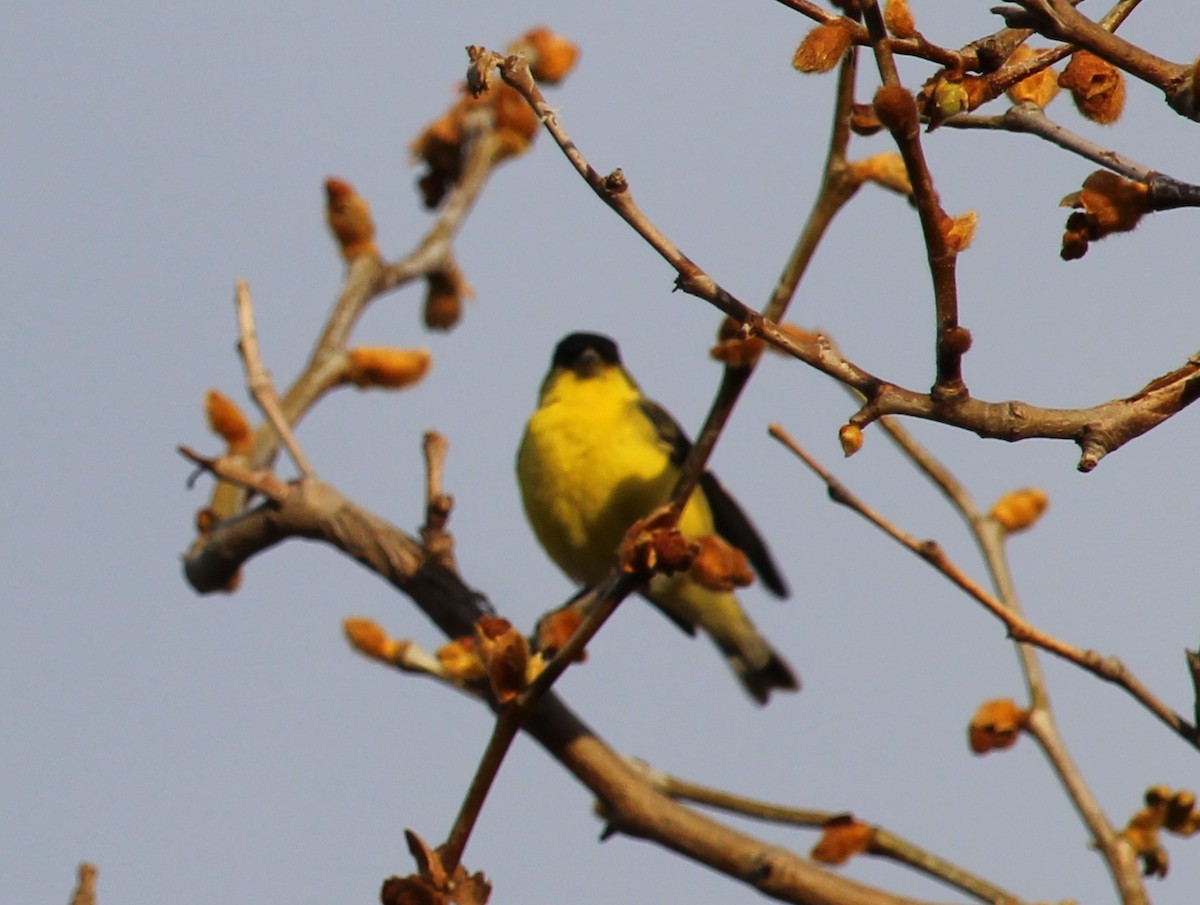 Lesser Goldfinch - ML214581181