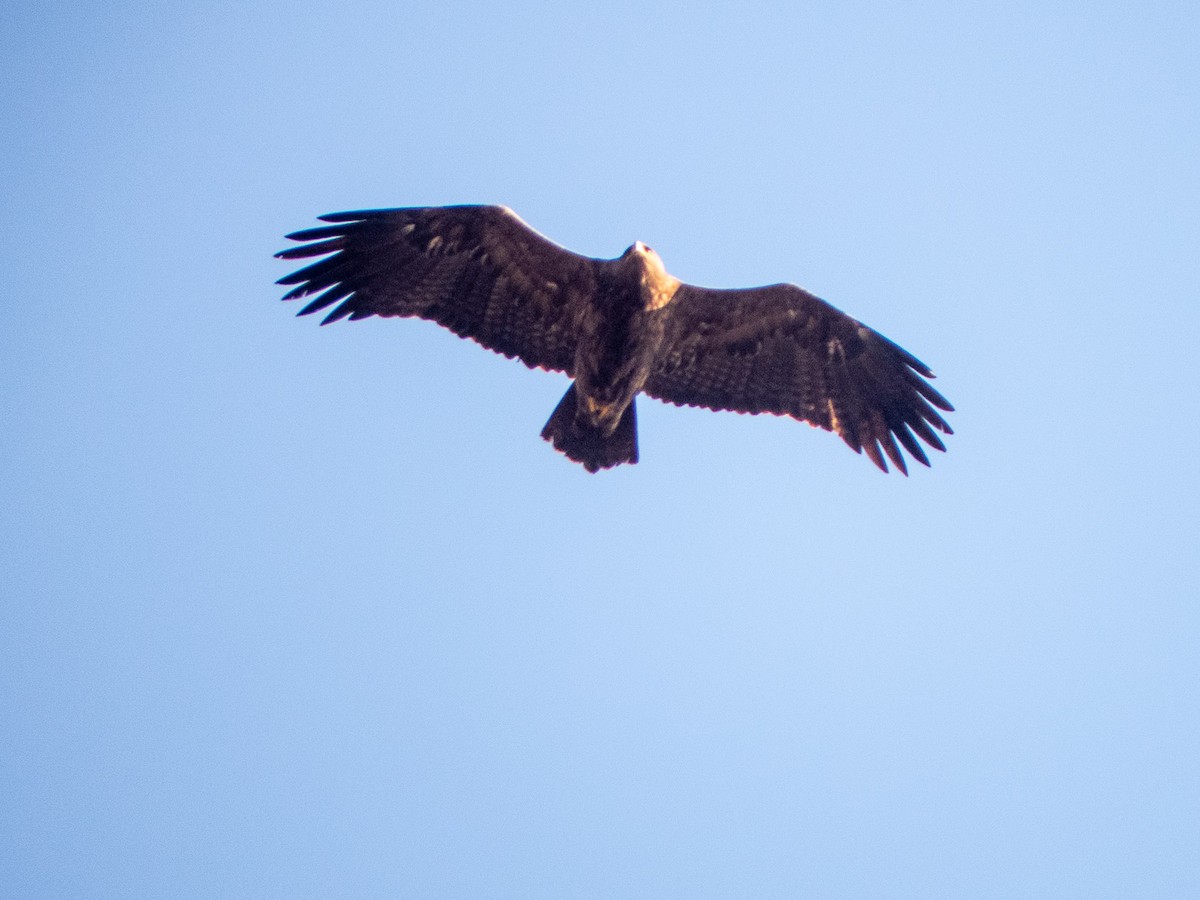 Steppe Eagle - Mike Prince