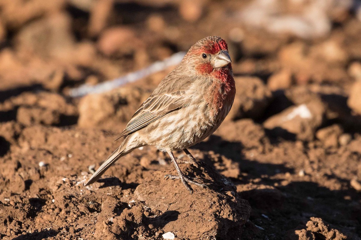 House Finch - ML214584721