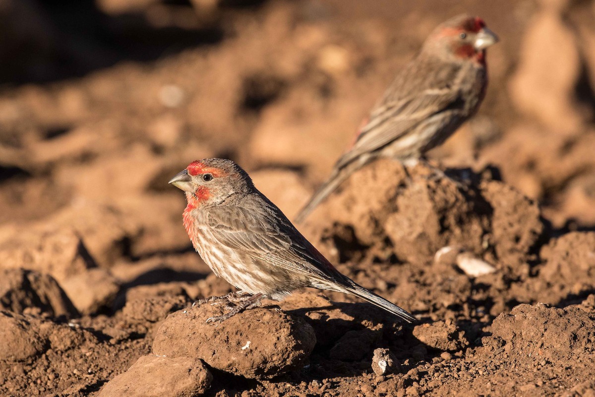 House Finch - ML214585791