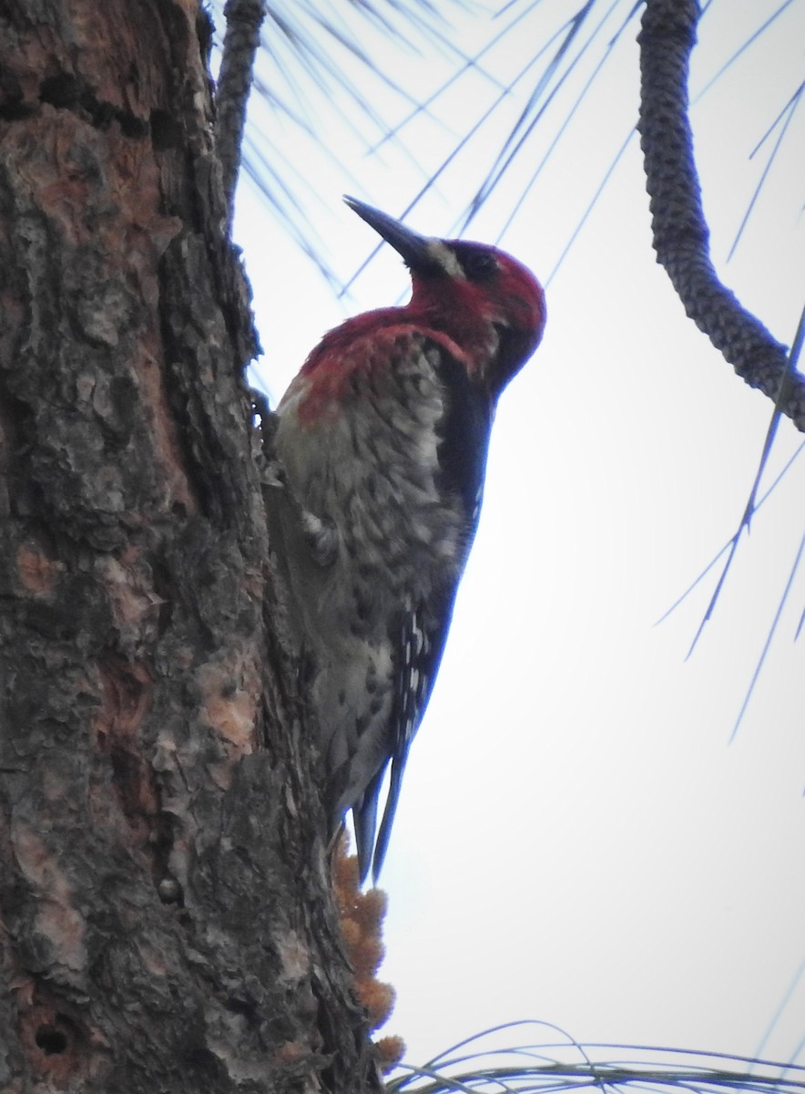 Red-breasted Sapsucker - ML214585821