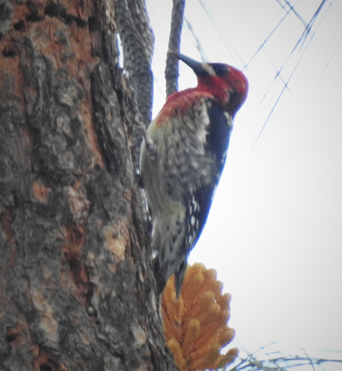 Red-breasted Sapsucker - ML214585831
