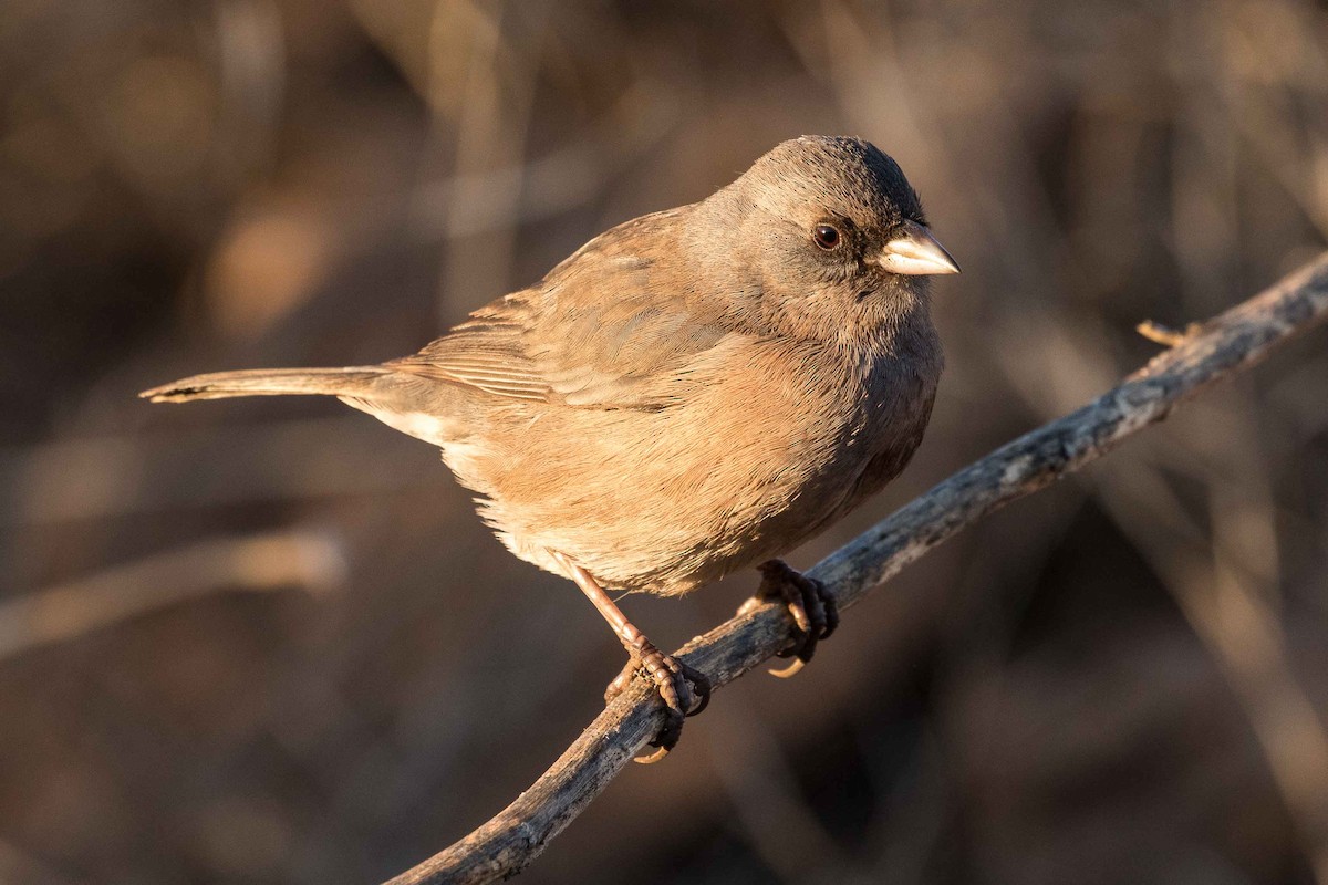 Junco de Isla Guadalupe - ML214586011