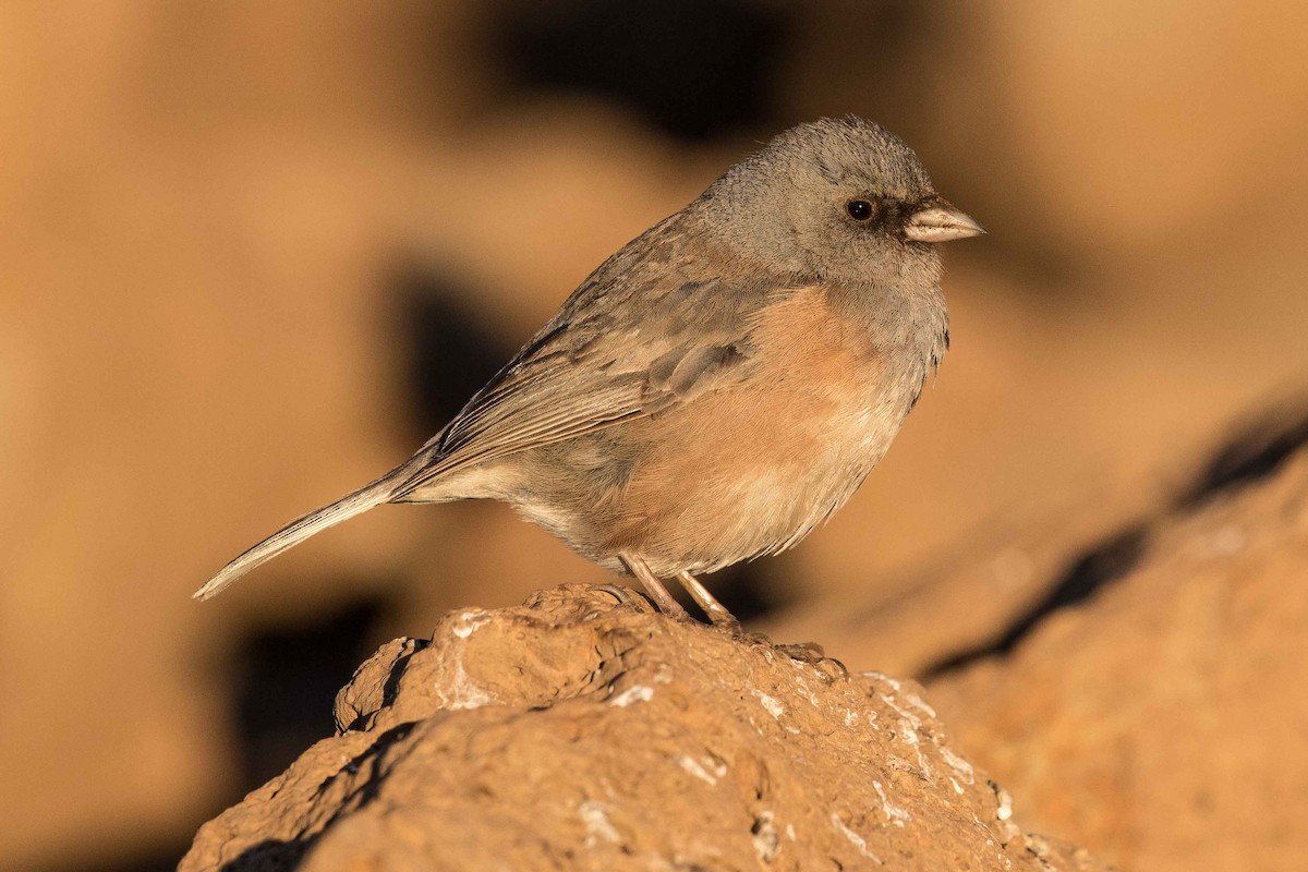 Junco de Isla Guadalupe - ML214586031