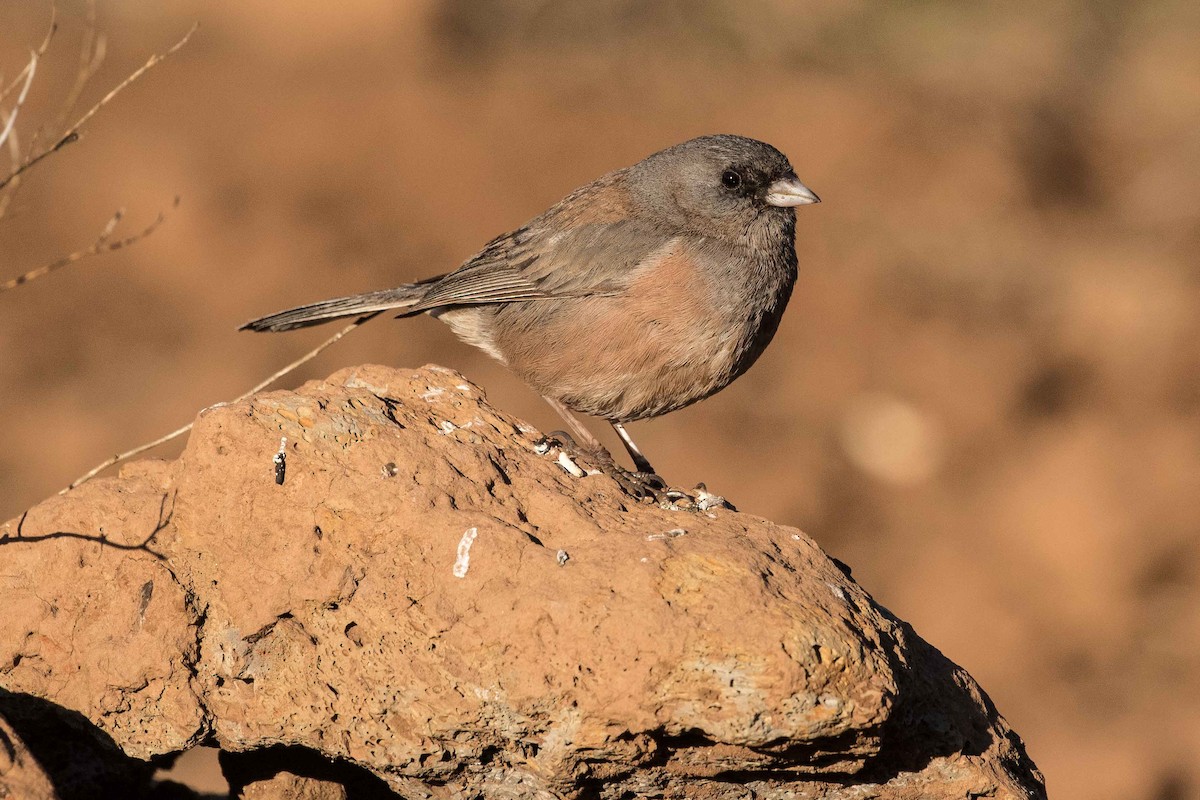 Junco de Isla Guadalupe - ML214586061