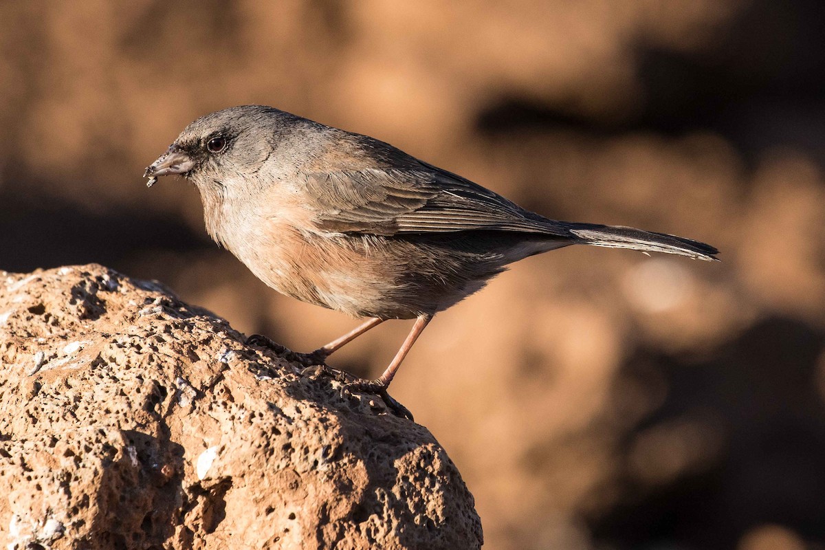 Junco de Isla Guadalupe - ML214586091