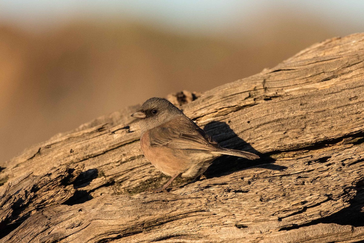 Junco de Isla Guadalupe - ML214586151