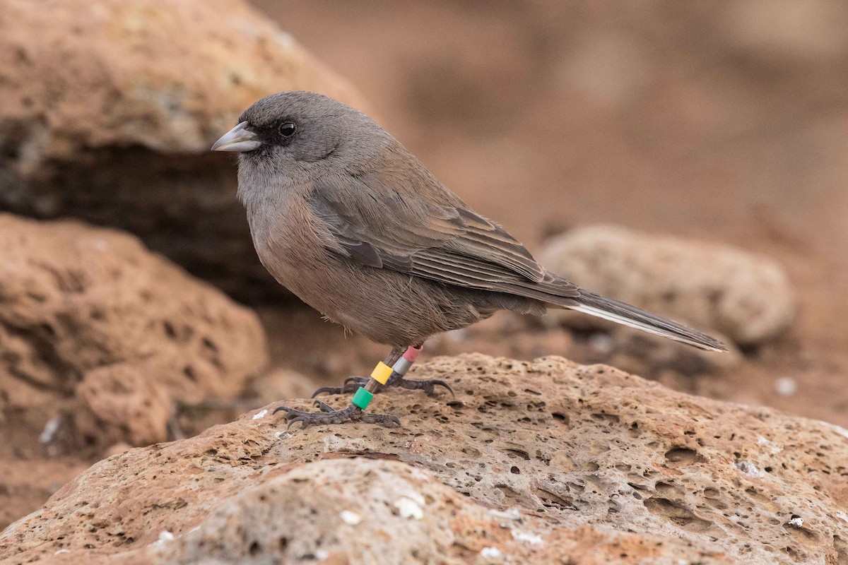 Junco de Isla Guadalupe - ML214586181