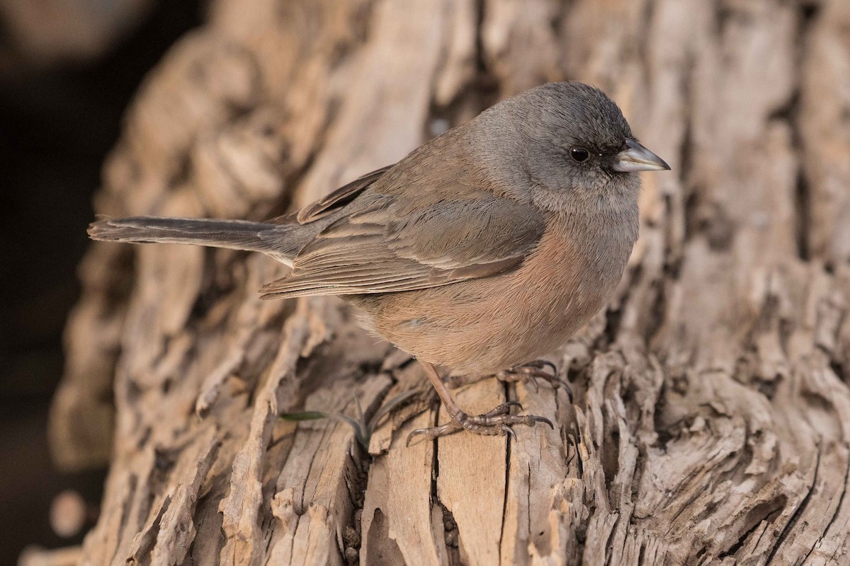 Junco de Isla Guadalupe - ML214586191