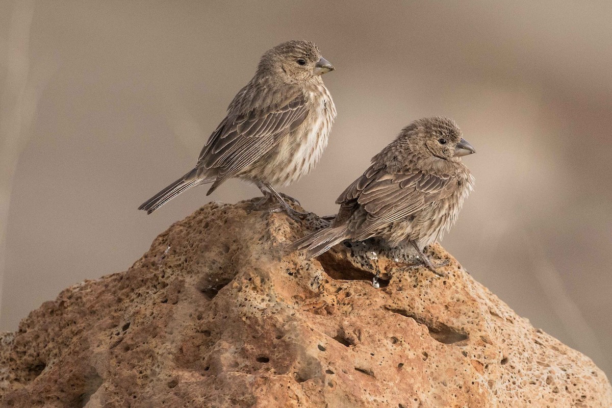 House Finch - ML214586301