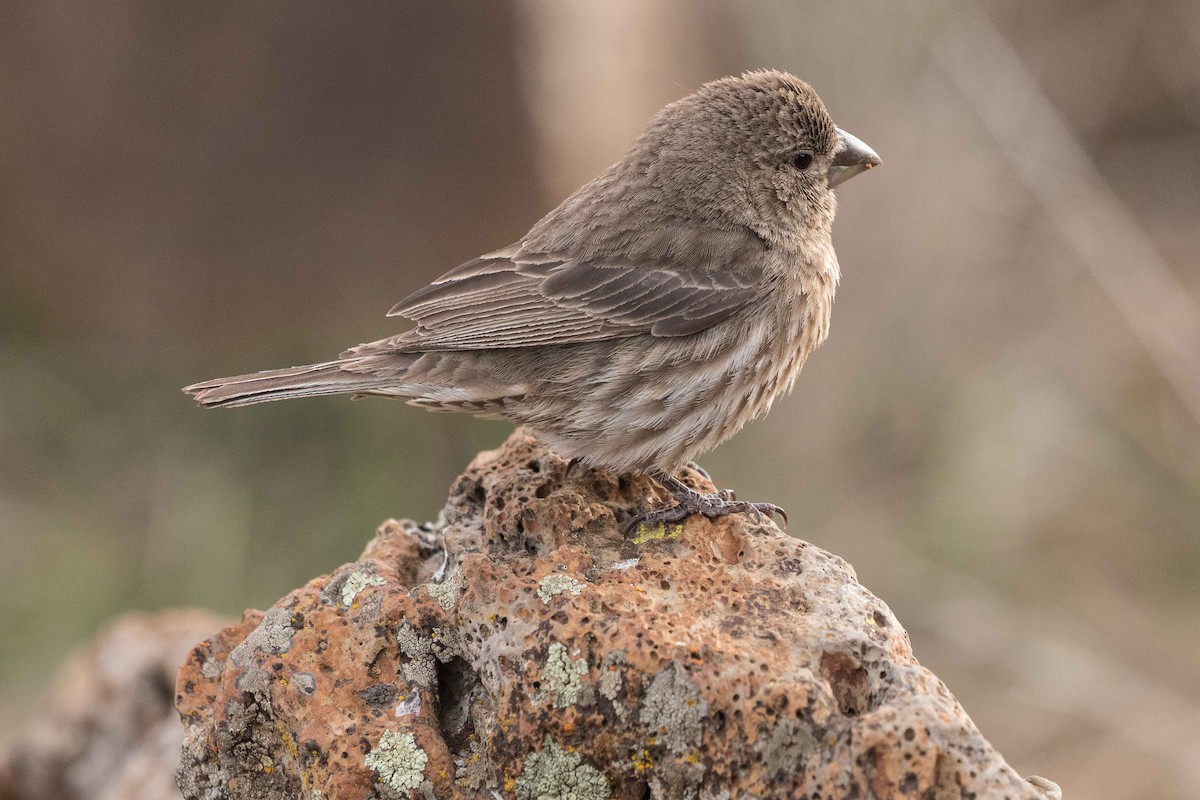 House Finch - ML214586341