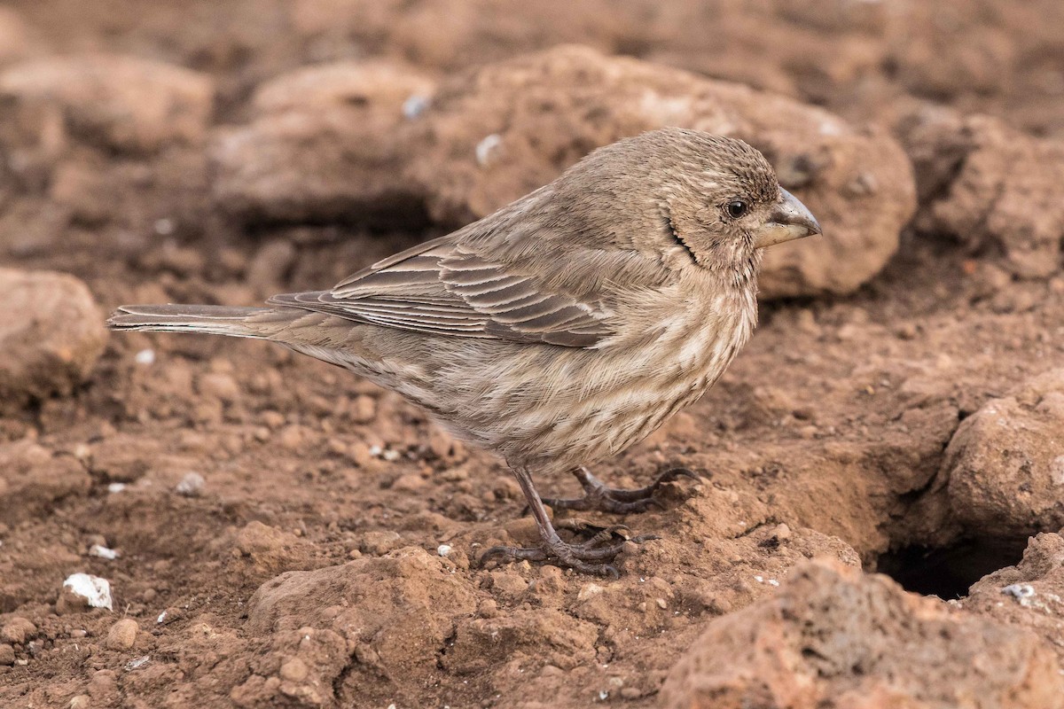 House Finch - ML214586371