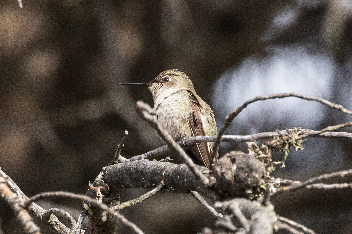 Anna's Hummingbird - ML214586761