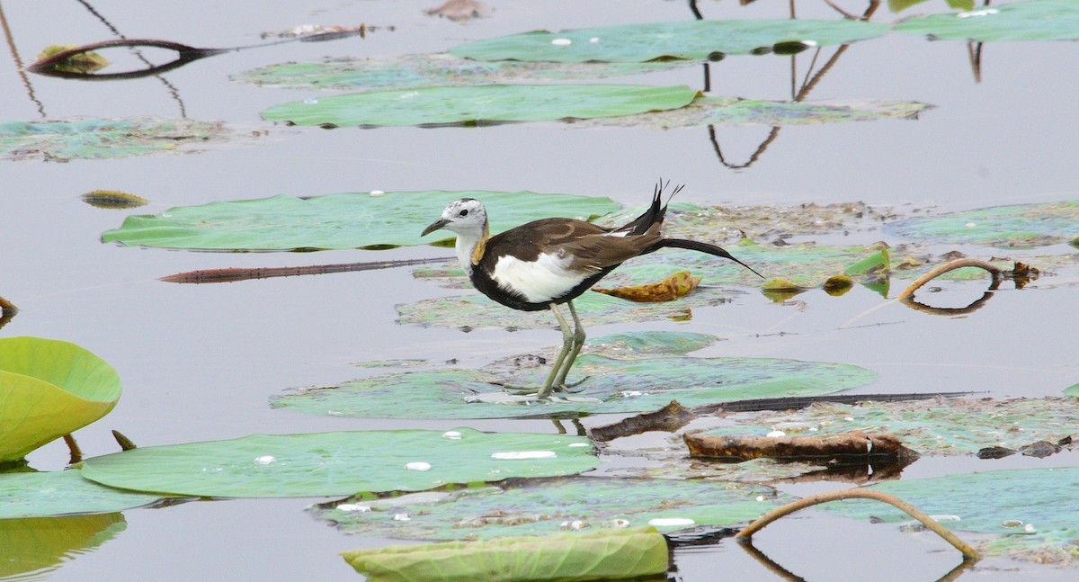 Pheasant-tailed Jacana - ML214587331