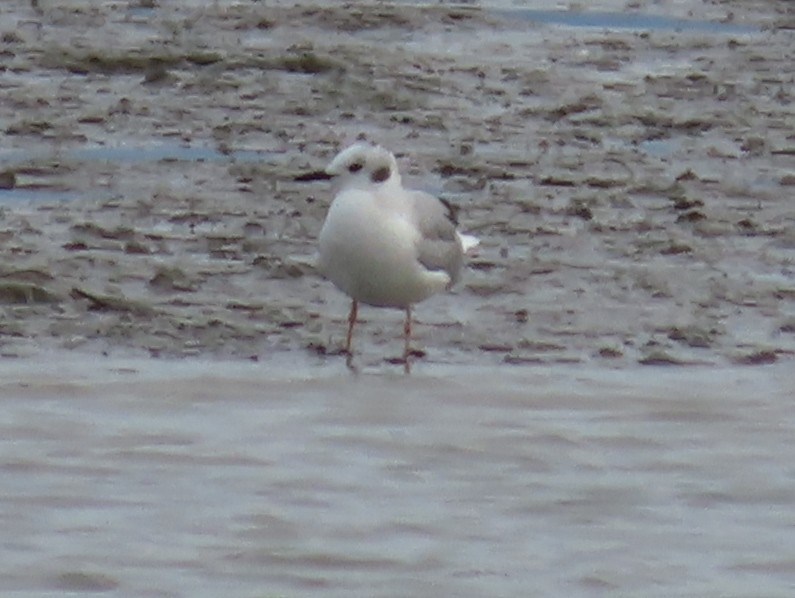 Bonaparte's Gull - ML214587751