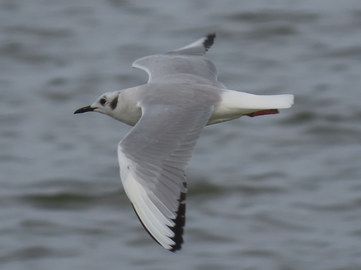 Bonaparte's Gull - Barry Langdon-Lassagne