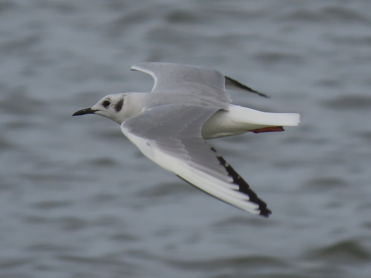 Bonaparte's Gull - ML214587871