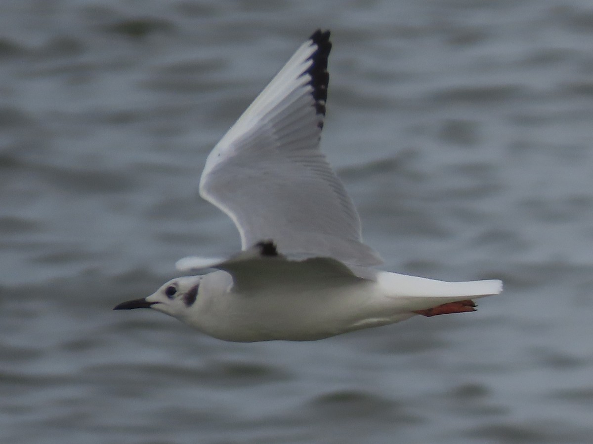 Bonaparte's Gull - Barry Langdon-Lassagne