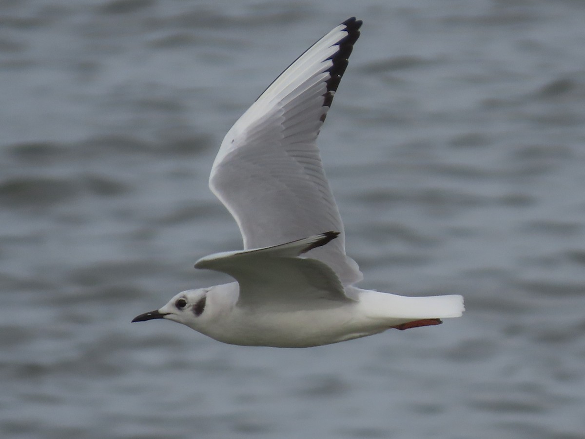 Bonaparte's Gull - ML214587901