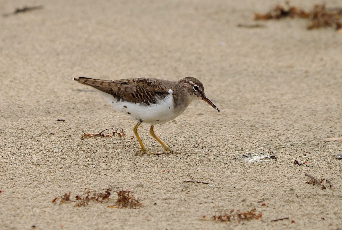 Spotted Sandpiper - ML214588241