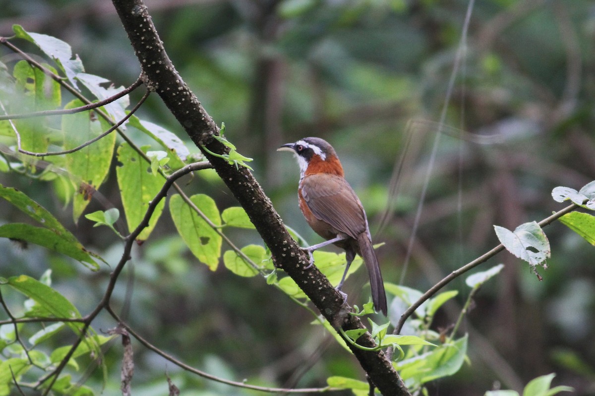 Taiwan Scimitar-Babbler - ML21458931