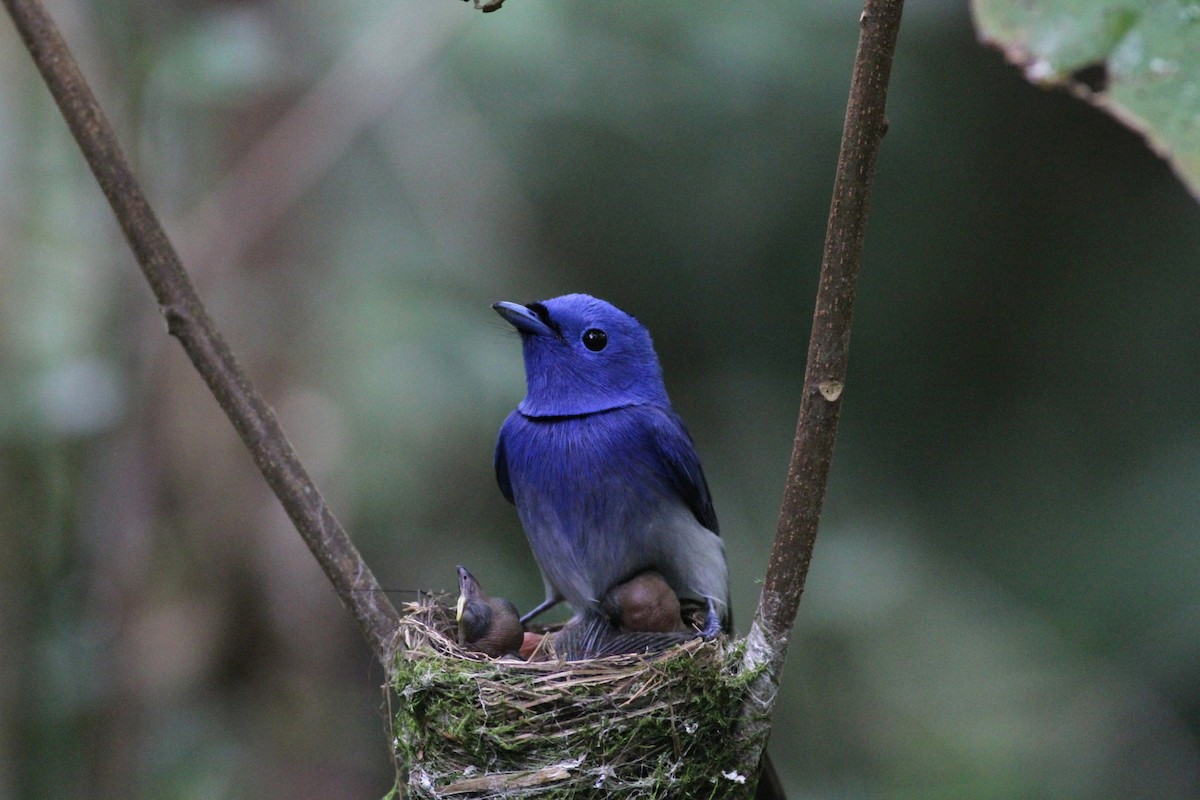 Black-naped Monarch - ML21458941