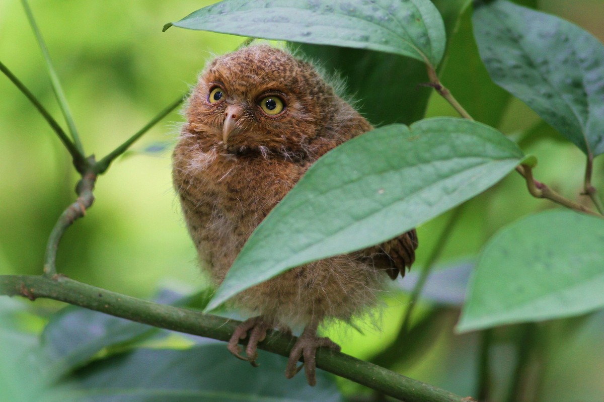 Mountain Scops-Owl - ML21458991