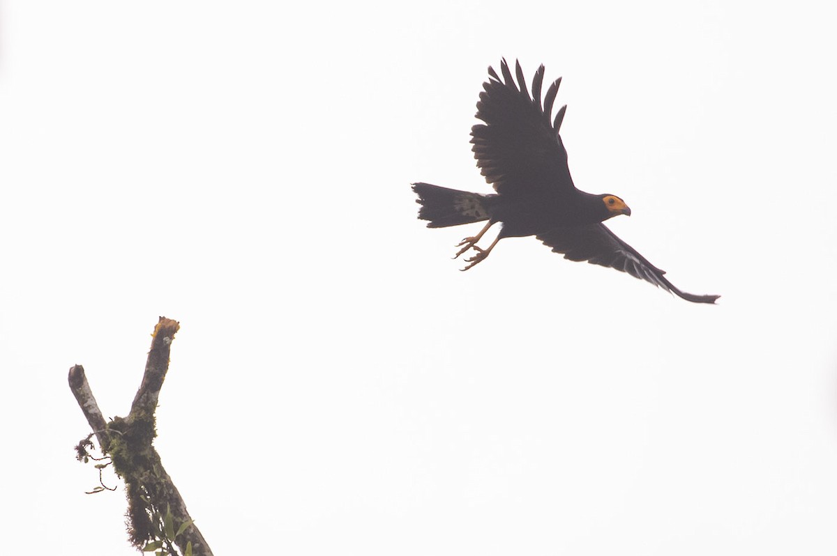 Caracara Negro - ML214591821