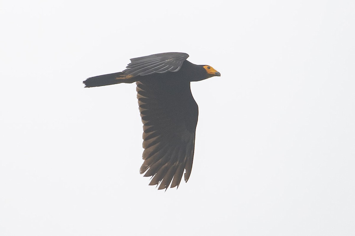 Caracara Negro - ML214591831