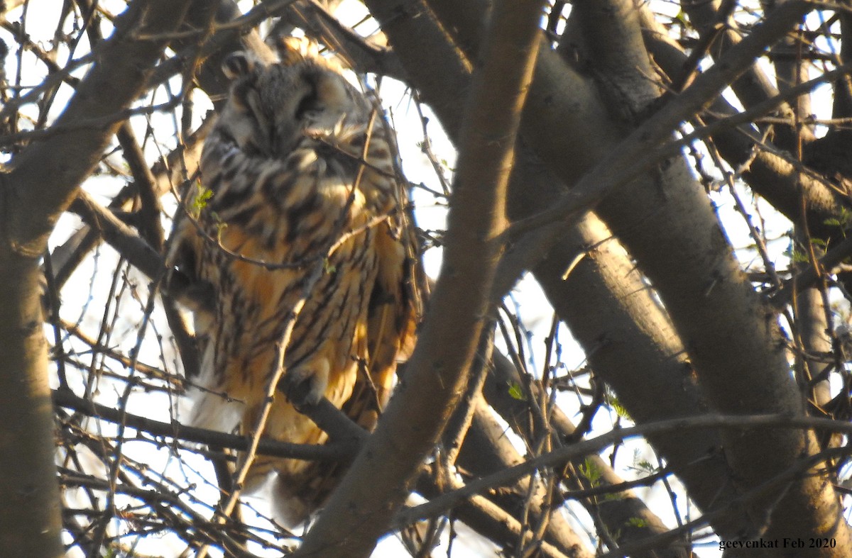 Long-eared Owl - ML214592161