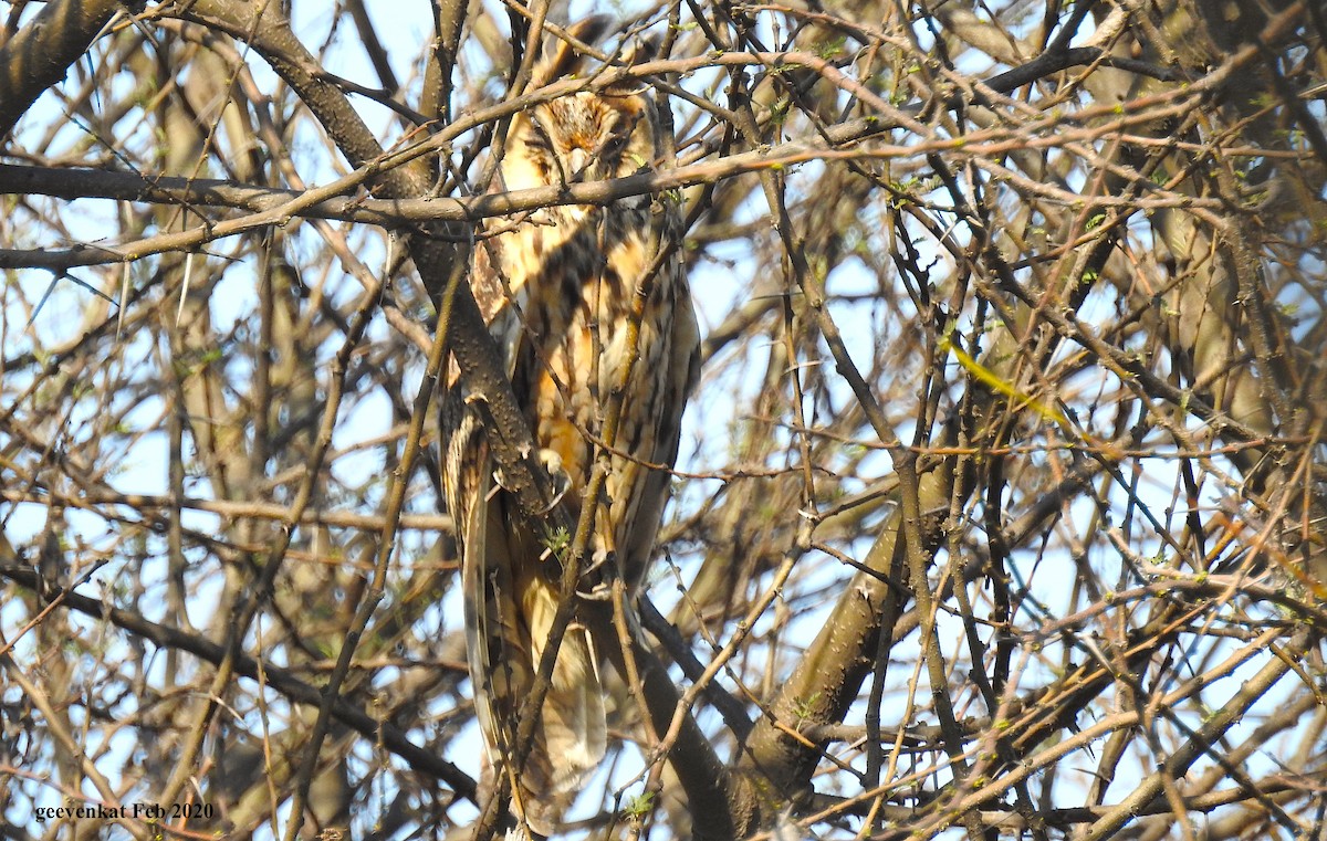 Long-eared Owl - Geetha  Venkataraman