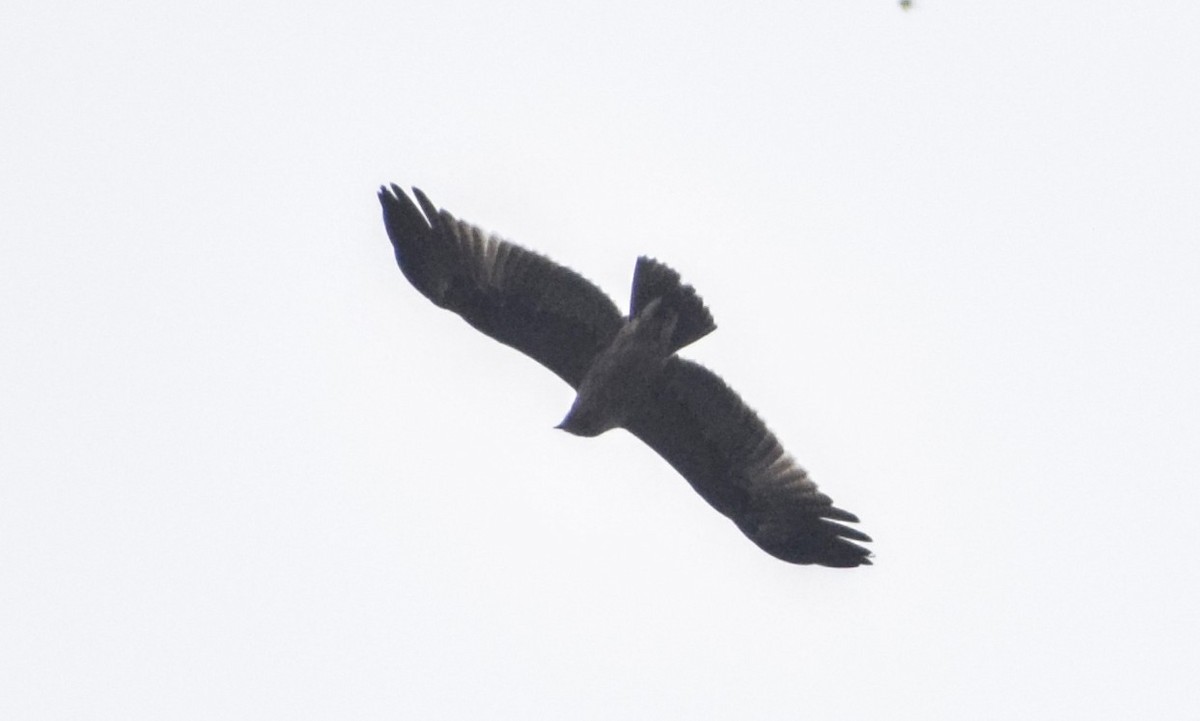 Greater Spotted Eagle - ML214594461
