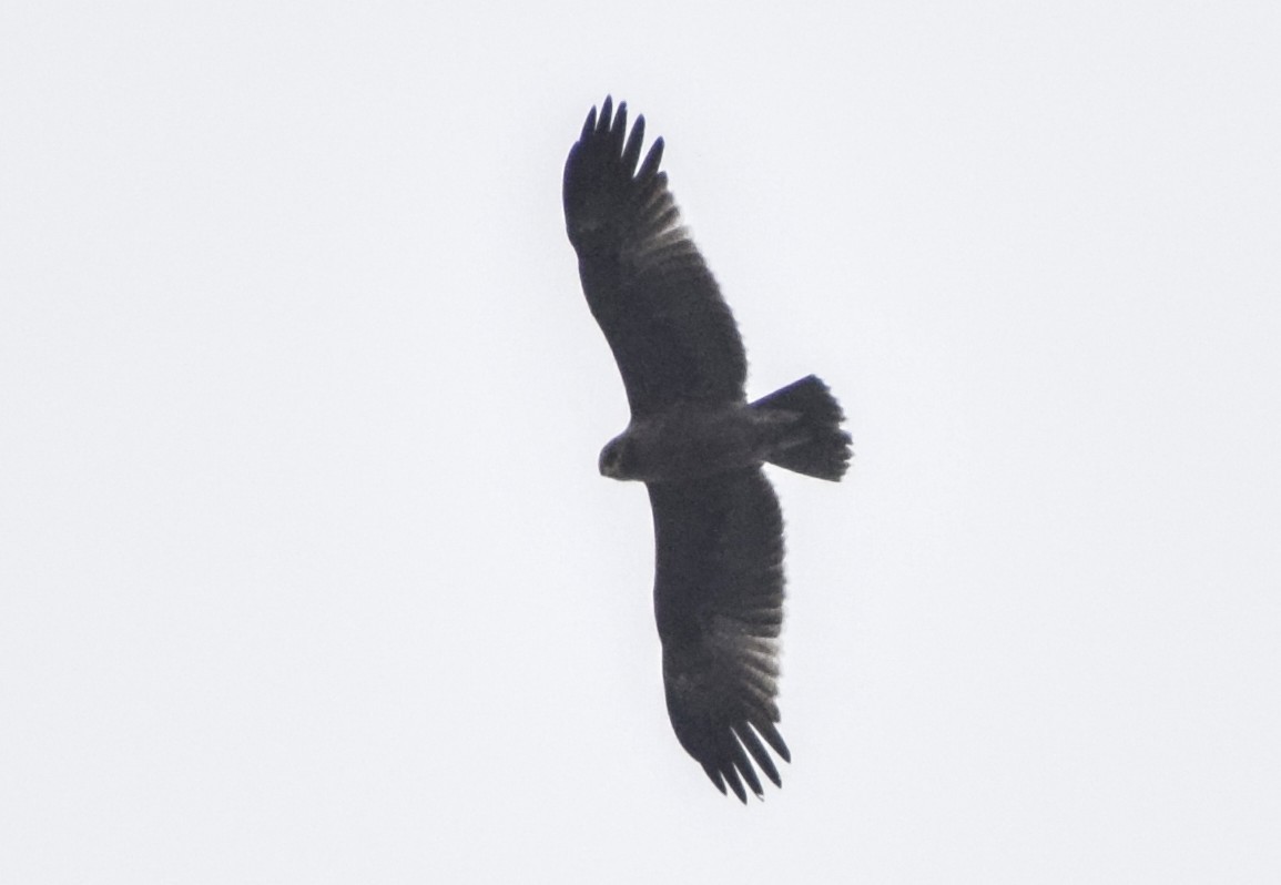 Greater Spotted Eagle - ML214594471