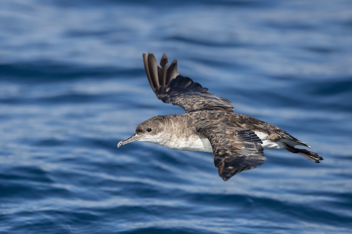 Fluttering Shearwater - ML214594891