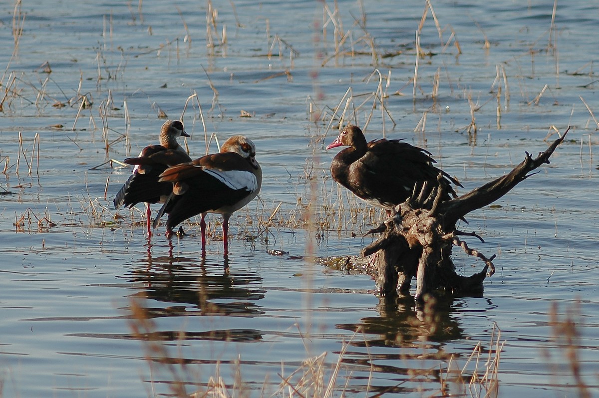 Spur-winged Goose (Southern) - ML214595771