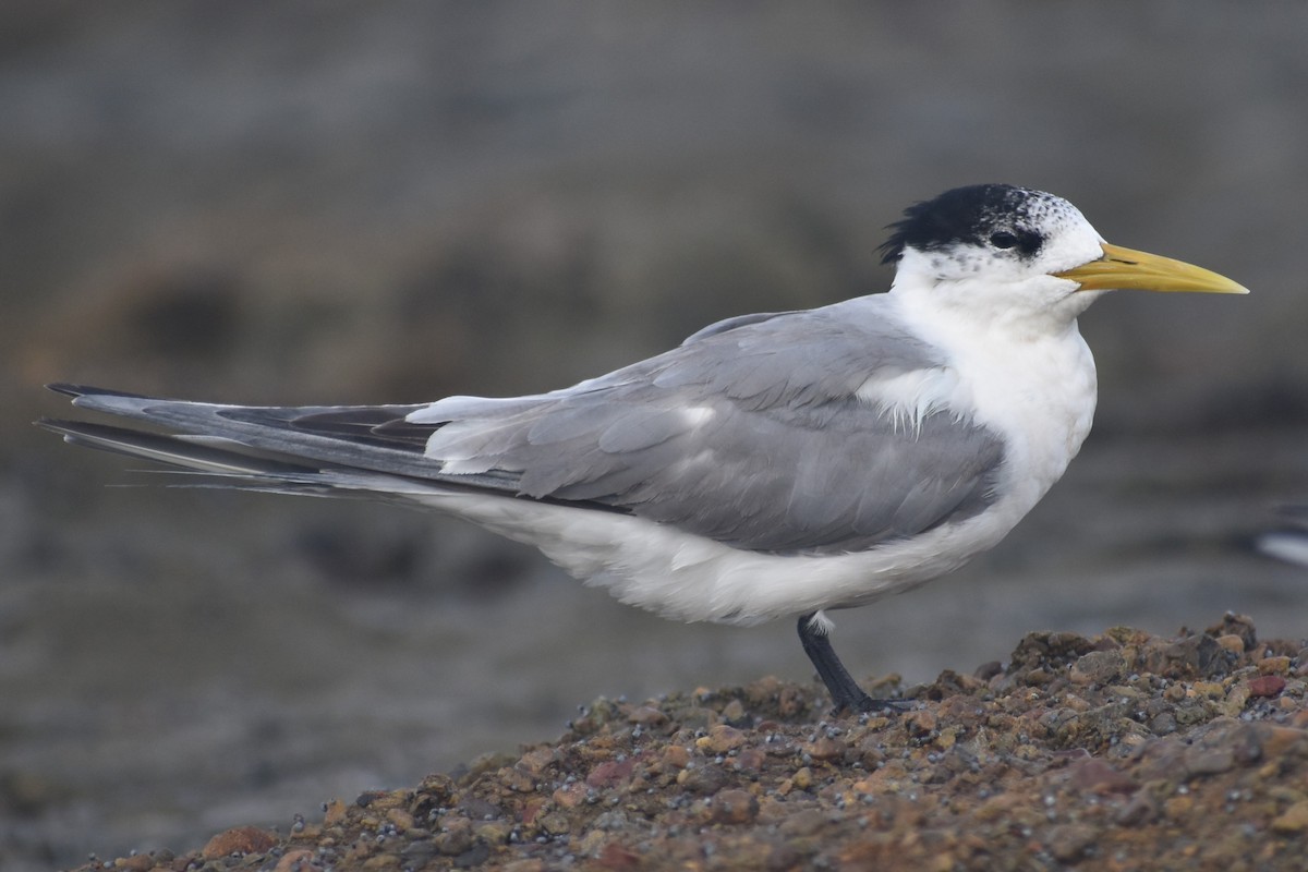 Great Crested Tern - Archie Brennan