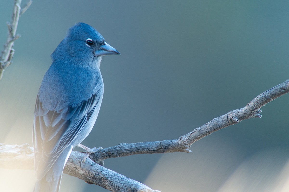 Tenerife Blue Chaffinch - Simon Steiger