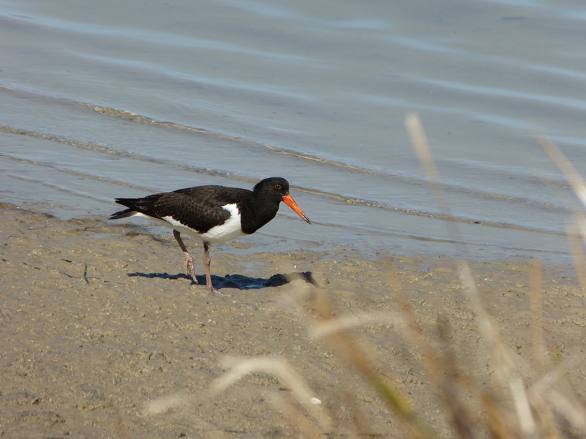 Pied Oystercatcher - ML214598151