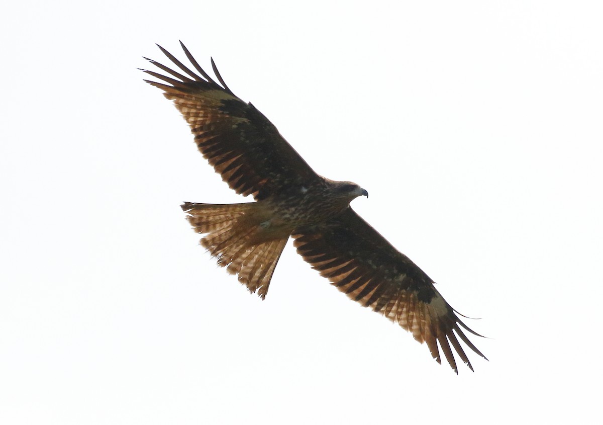 Black Kite - ML214598371