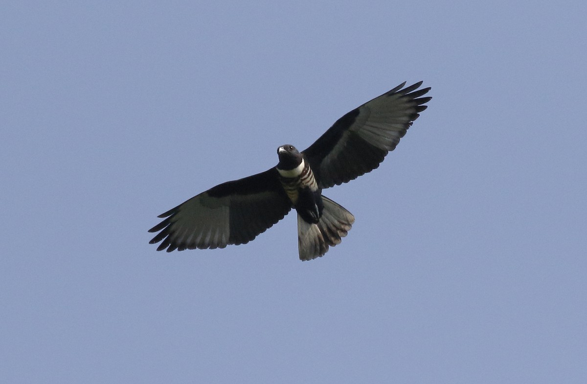 Black Baza - ML214598601