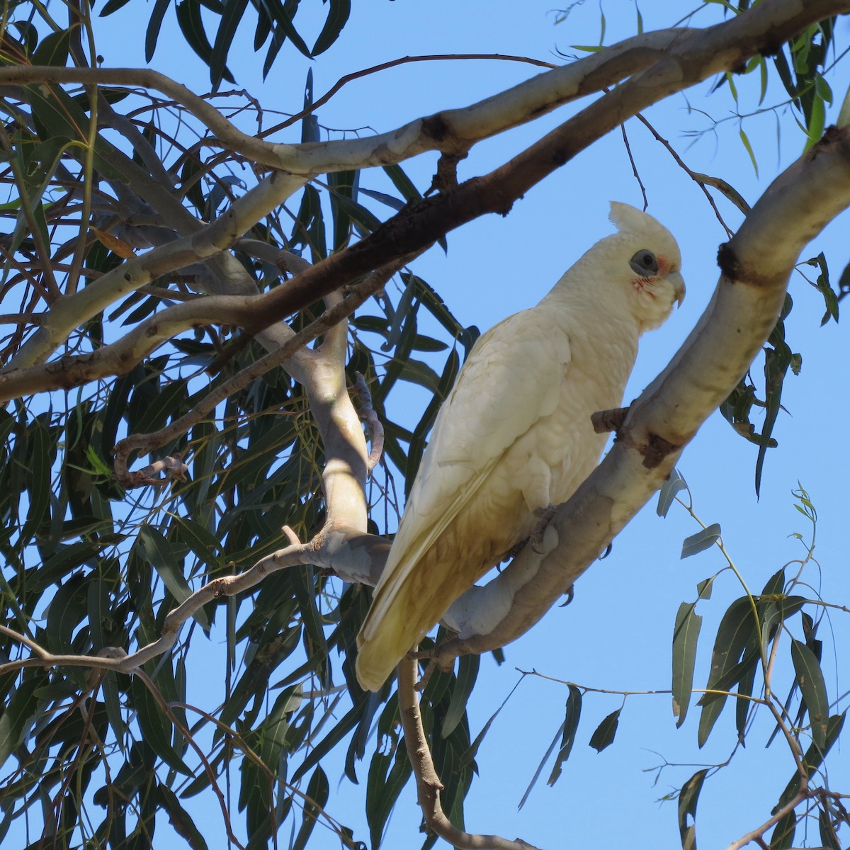 Nacktaugenkakadu - ML214598961