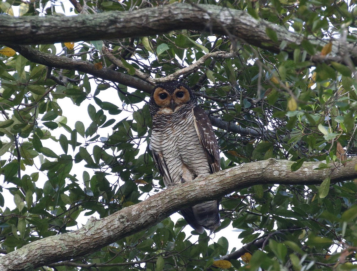 Spotted Wood-Owl - Mohd Syafiq Sivakumaran