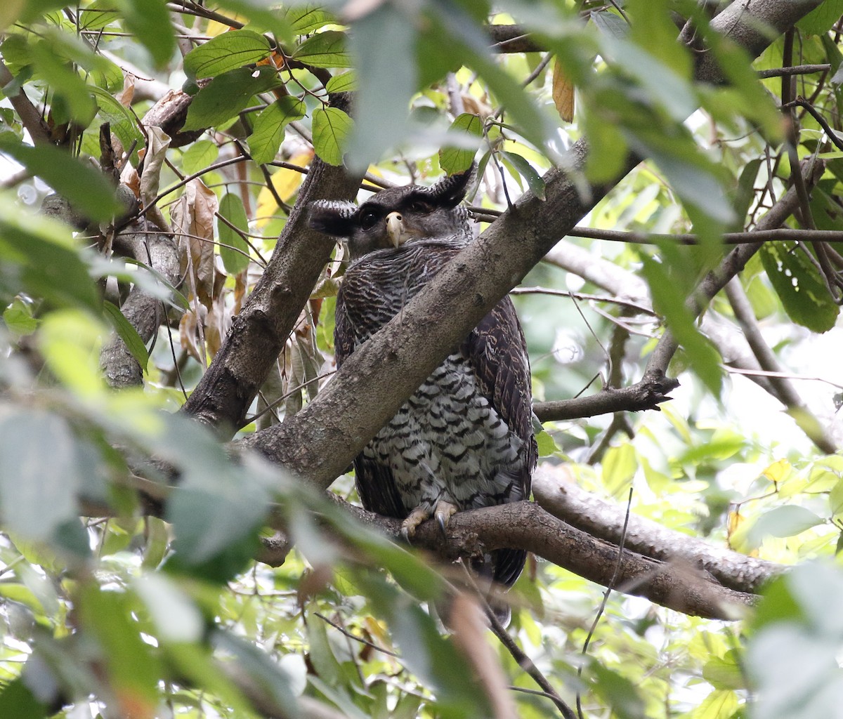 Barred Eagle-Owl - Mohd Syafiq Sivakumaran