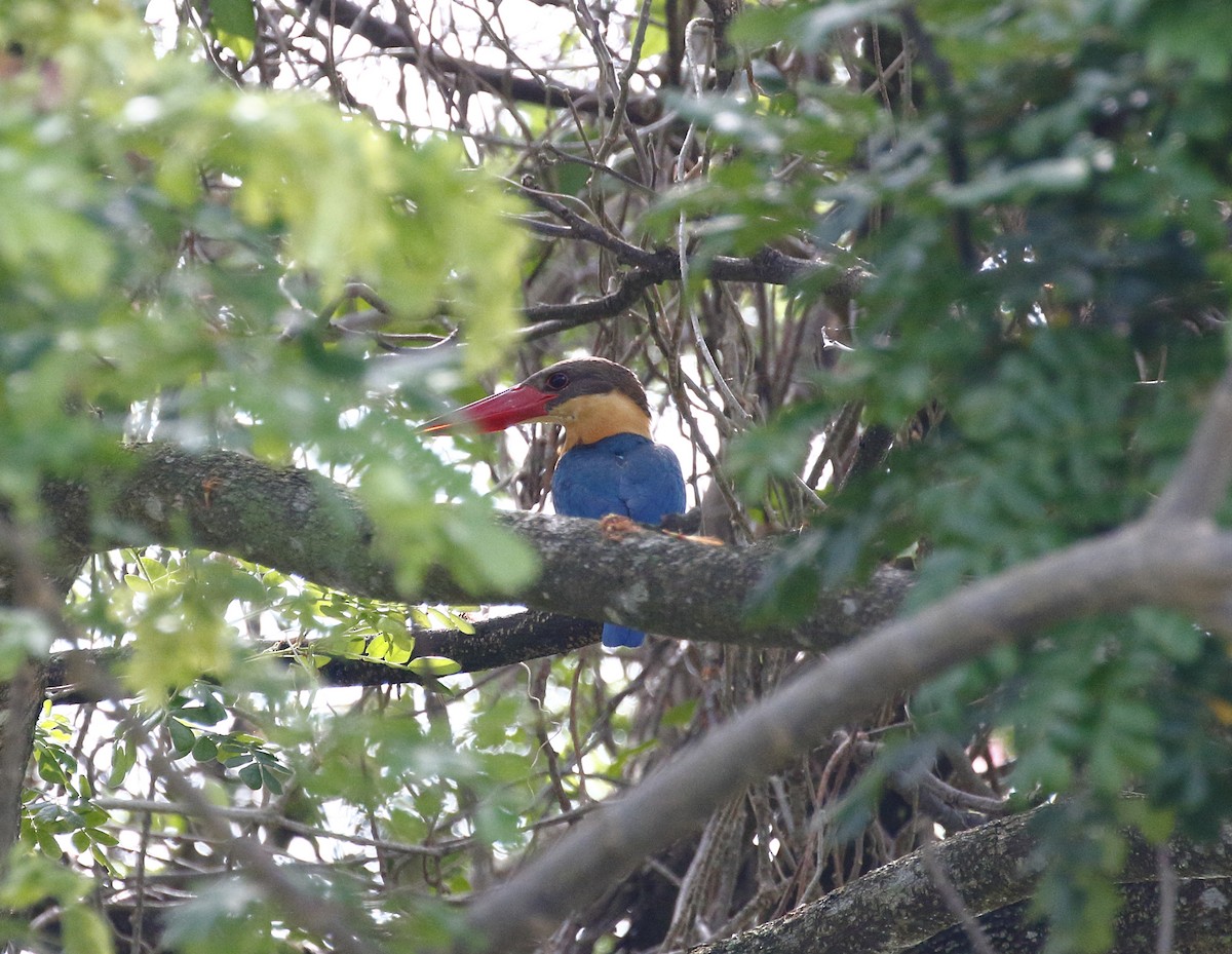 Stork-billed Kingfisher - Mohd Syafiq Sivakumaran