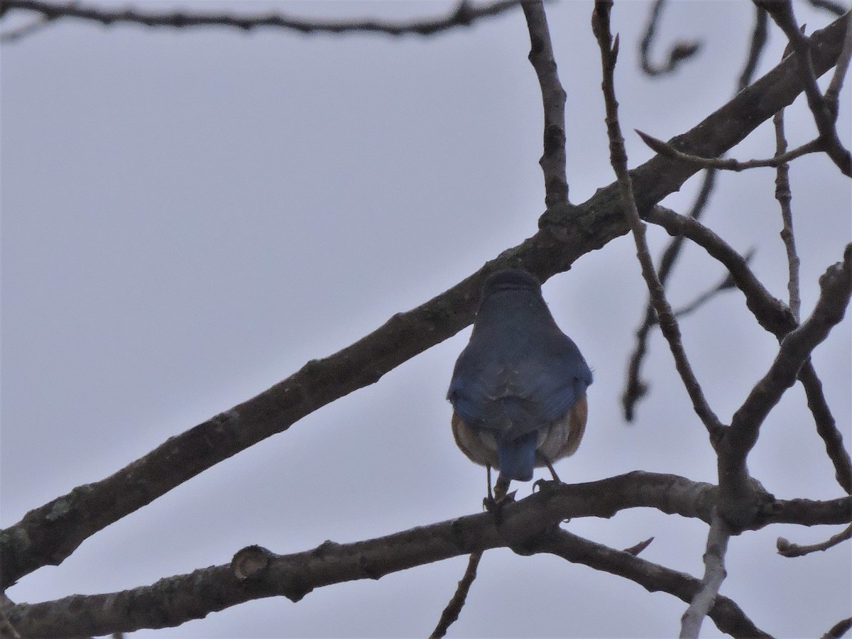 Eastern Bluebird - Eric Michael