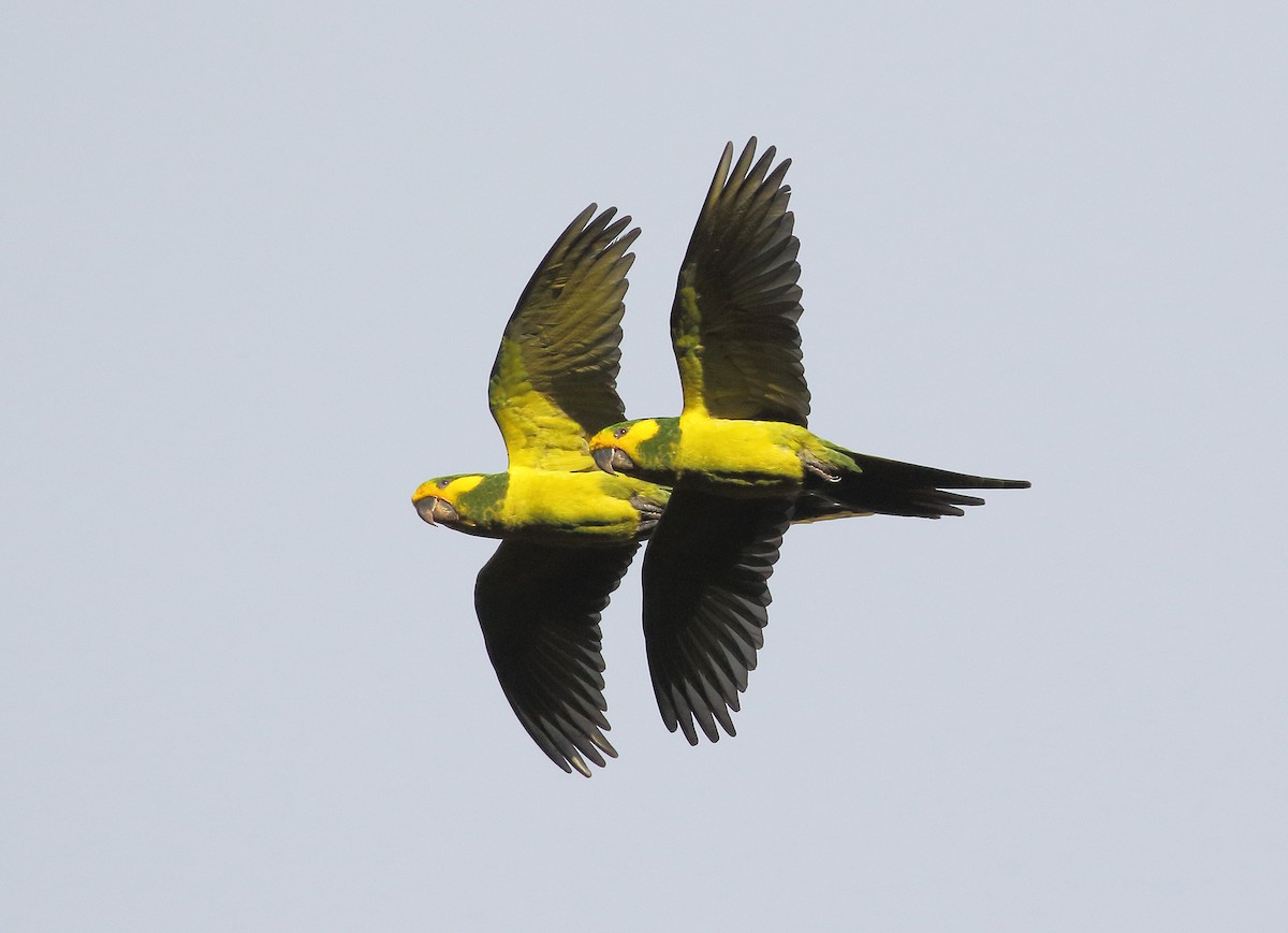 Yellow-eared Parrot - William Price