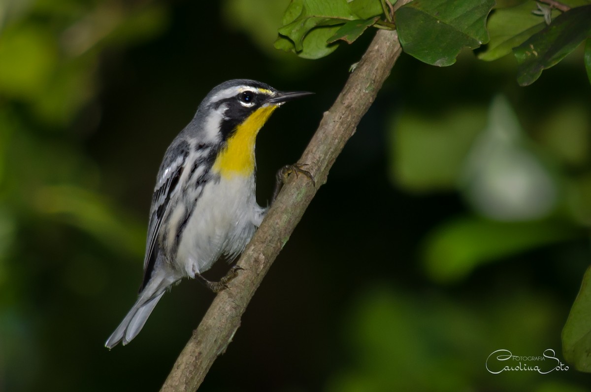 Yellow-throated Warbler - ML21460461