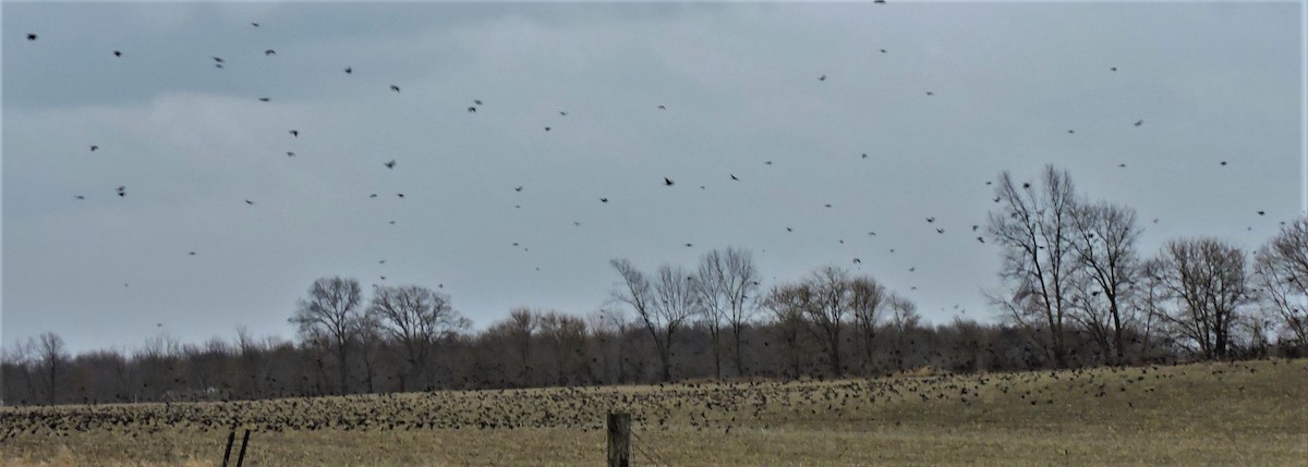 Common Grackle - ML214605081