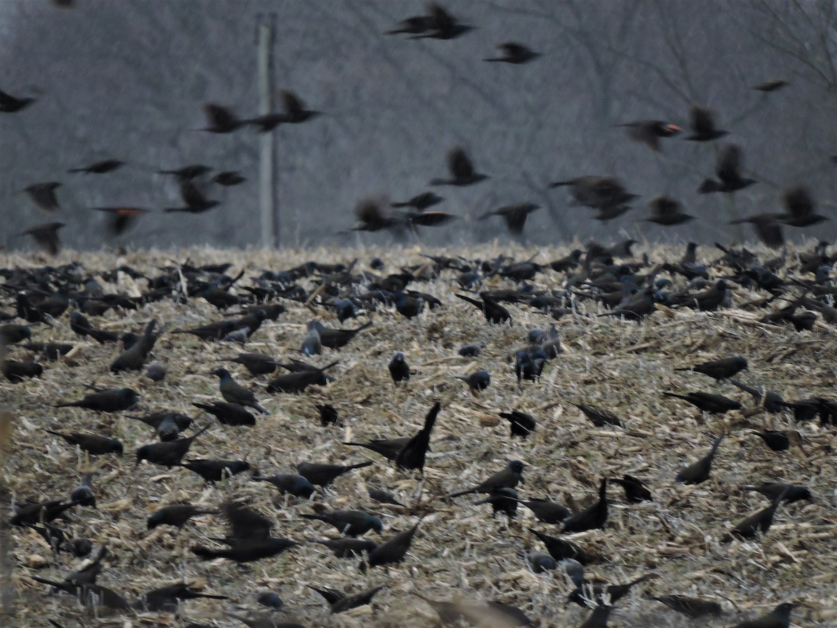 Common Grackle - ML214605101