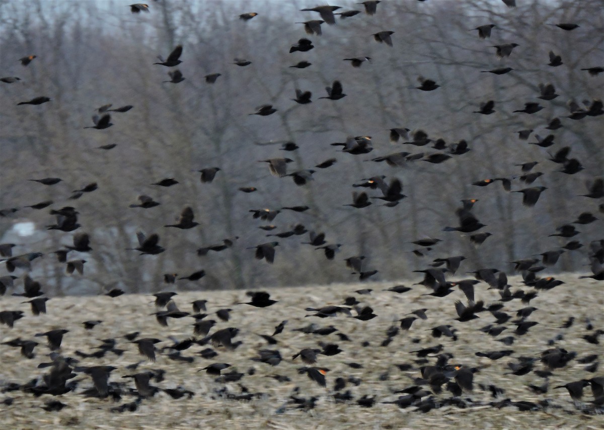 Common Grackle - Eric Michael